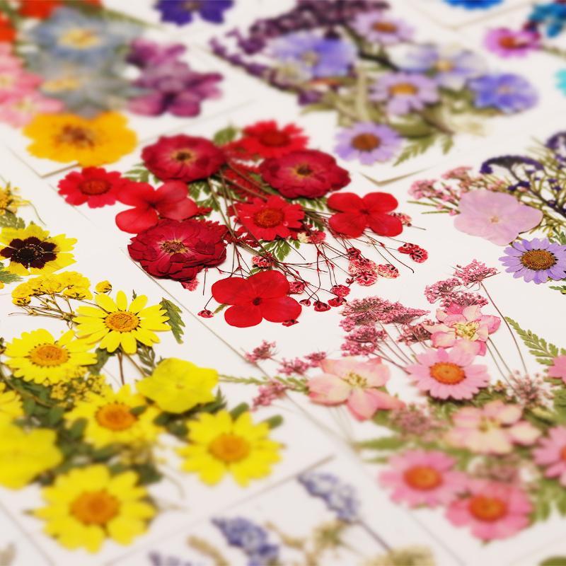 Home Decor Handicraft - Real Natural Pressed Dried Plant Flowers